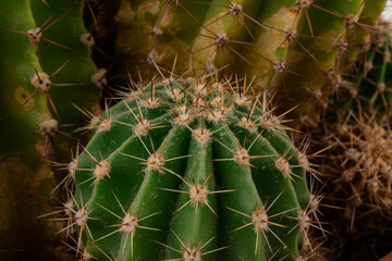 Echinocactus grusonii, Golden barrel Mother-in-law cushion, seat, golden ball cactus. California barrel cactus in the family Cactaceae