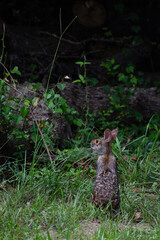 A rabbit looks up before seeking the shelter of the forest.