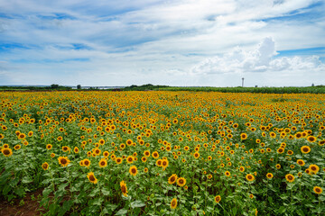 宮古島　ひまわり畑　夏