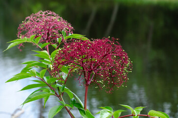 The green berries of this American Black Elderberry will turn black before they're ready to be...