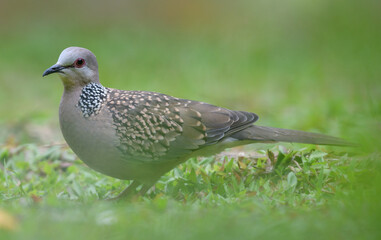 Spotted dove bird searching for food on the ground. Photograph through the grasses.