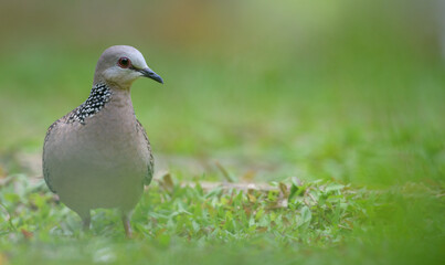 Spotted dove bird searching for food on the ground. Front view of the bird, Photograph through the grasses.