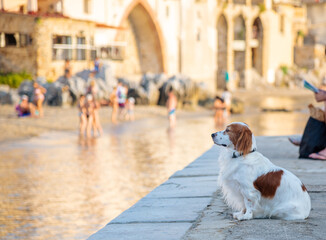 Cute puppy dog on the beach looking at the view in the summertime, in Cefalu town in Sicily island