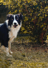 Dog Border Collie Nature in Autumn at Sunset