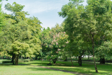 Fototapeta na wymiar Tree in park at morning air fresh purify