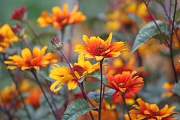 Heliopsis helianthoides 'Bleeding Hearts' in flower.