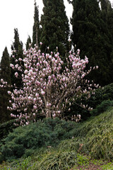 Fototapeta premium Beautifully blooming magnolia in a spring garden, selective focus.