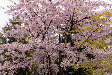 Sakura, cherry blossom in the spring season in the park.