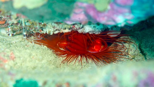Electric Clam with visible electricity moving through bod
