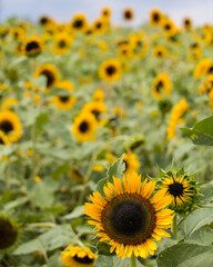Fototapeta na wymiar Sunflower patch