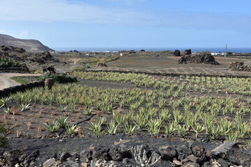 aloe vera