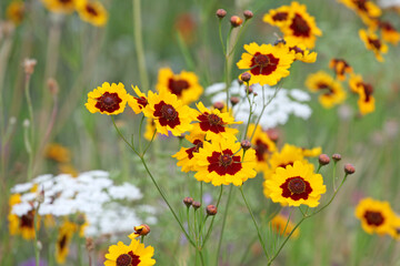 Plains coreopsis golden tickseed in flower