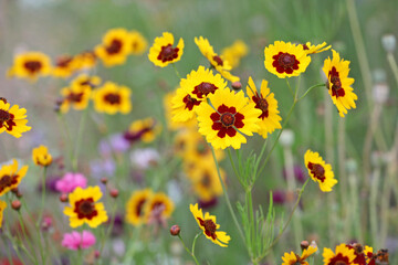 Fototapeta premium Plains coreopsis golden tickseed in flower