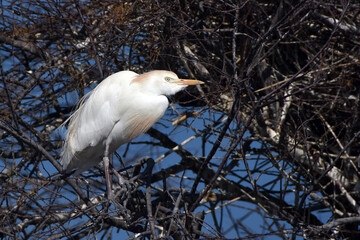 H&eacute;ron garde boeufs
