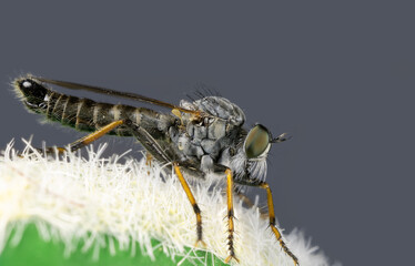 Raubfliegen / Asilidae