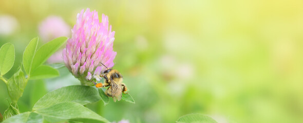 Close-up bumblebee collects nectar on a clover flower on the green background.Banner.Copy space.