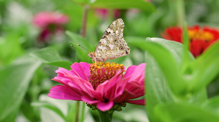 Beautiful A Monarch Butterfly feeds on a pink Zinnia flowers in garden on a summer day. Soft background. Copy space.