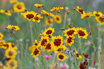Plains coreopsis golden tickseed in flower