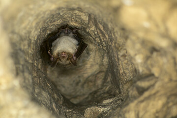 Close up strange animal Greater mouse-eared bat Myotis myotis hanging upside down in the hole of the cave and hibernating. Wildlife photography.