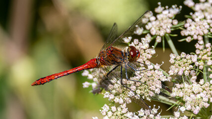 Ruddy darter dragonfly on a leaf