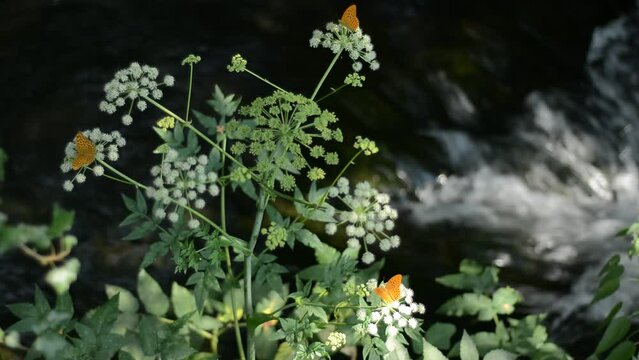 Butterflies on aquatic plants along a creek in the summer