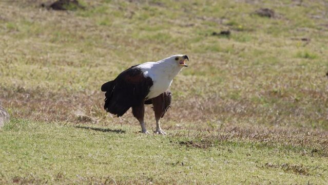 An African fish-eagle is standing on a grassy plain and calls.