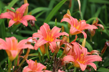 Hemerocallis lily Pink Damask in flower.