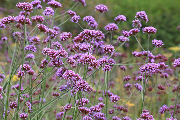 Obraz premium Lilac Purpletop vervain in flower.