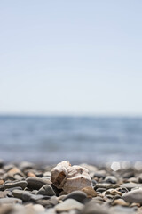A seashell on the beach. A shell and a beach on a blurred background of the sea. Sink on the beach with waves.