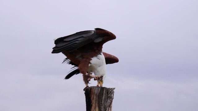 A fettered fish-eagle flies up to eat a treat placed on top of a wooden pole in a bird sanctuary.
