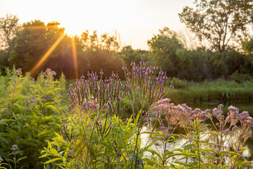 Native wetland plants blooming along the shore of a pond with sun rays from a setting sun.