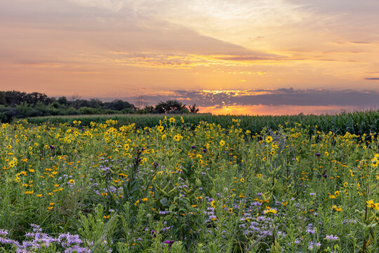 A colorful planted prairie at sunset with a corn field in the background.