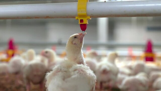 Chickens are drinking water in close farm, temperature and light control , Thailand.