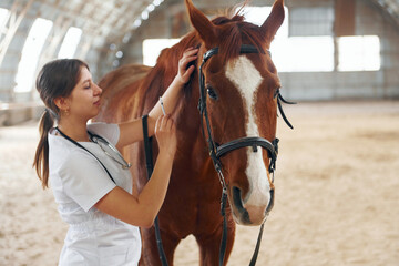 Making a prick by syringe. Female doctor in white coat is with horse on a stable