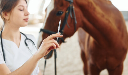 Syringe with vaccine in hand. Female doctor in white coat is with horse on a stable