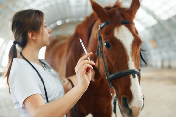 Syringe with vaccine in hand. Female doctor in white coat is with horse on a stable