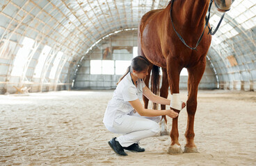 Bandaging wounds on the knee. Female doctor in white coat is with horse on a stable