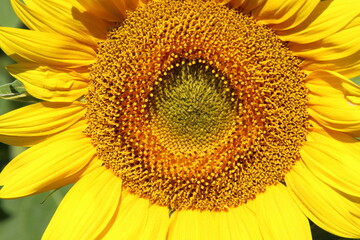 le tournesol