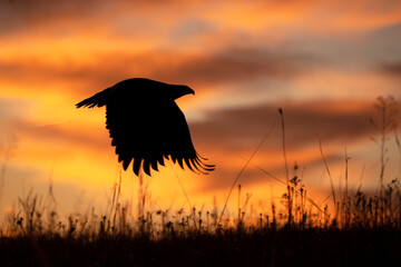 The silhouette of a Red Tailed Hawk flying against the bright orange background of a sunrise