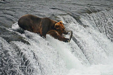 Alaska Brown Bear reaching for a Sockeye Salmon