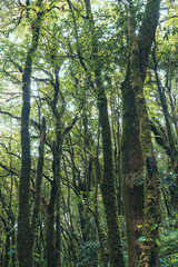 high mountain forest in thailand