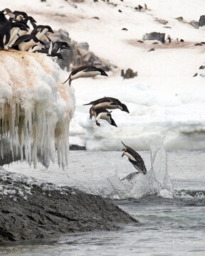 A Group Of Adelie Penguins Diving Off An Iceberg In Antarctica 