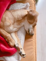 Cute sleepy ginger dog relaxing, sleeping and lying on the couch covered with red blanket with closed eyes. Brown dog lies and sleeps. Resting dog. High quality vertical photo