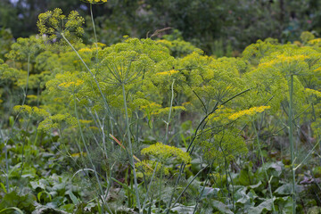 Large inflorescences of dill on green background. Umbrellas of dill in the garden bed.