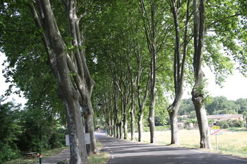 Route bordée de platanes