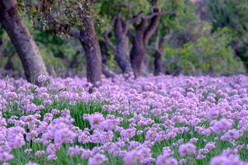 All de Bruixa en plena floracion, Allium roseum L., Sencelles, Mallorca, balearic islands, spain, europe