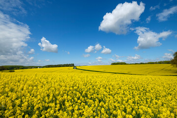 cultivo de colza en primavera, Montrésor, departamento de Indre y Loira, France,Western Europe