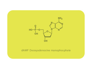 dAMP Deoxyadenosine monophosphate Nucleotide molecular structure diagram on white background. DNA and RNA building block consisting of nitrogenous base, sugar and phosphate.