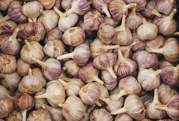 Top view of many garlic bulbs. Garlic background.