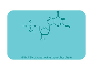 dGMP Deoxyguanosine monophosphate Nucleotide molecular structure diagram on white background. DNA and RNA building block consisting of nitrogenous base, sugar and phosphate.
